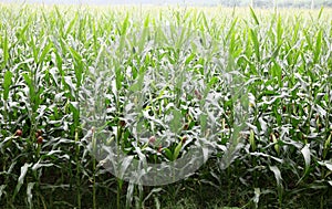 A large field of corn that is about to ripen.