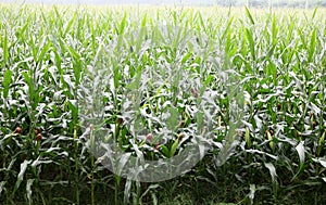 A large field of corn that is about to ripen. photo
