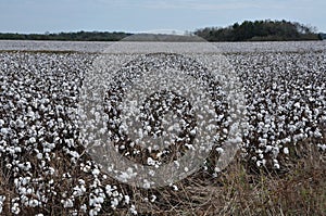 Large Field of Cotton Ready to Harvest