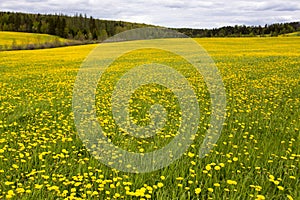 Large field covered in dandelion blooming in the spring set against wooded area