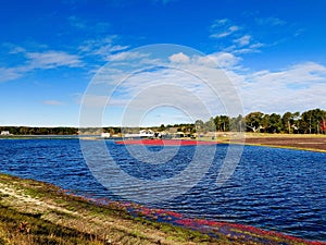 A large field of cranberries bogs photo