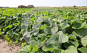 large field cultivated with pumpkin and courgettes in the plain photo