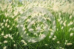 A large field of dog`s tail