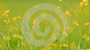 Large field of flowering buttercups moving gently in a light breeze. Yellow flowers burning buttercup in the meadow