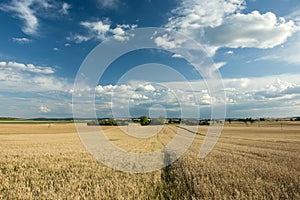 Large field of grain, horizon and blue sky