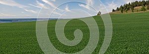 Large field with green grass or agricultural sprouts against the blue sky