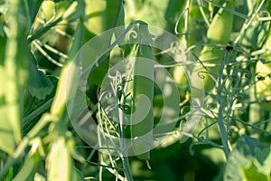 A large field of green peas. Growing green peas on an industrial scale. Large agro-industrial business. Green pea pods close-up.