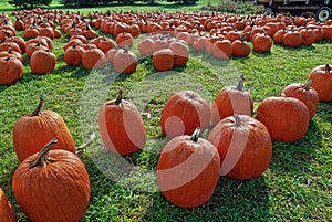 Large Field of Harvested Pumpkins