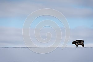 Large field that has reached with deep white fluffy snow and a lone cow is standing on it