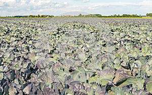 Organic-grown red cabbages in a large field