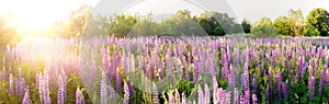 A large field of pink and purple lupine flowers Lupinus in the forest at sunset