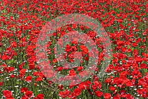 A large field of poppies