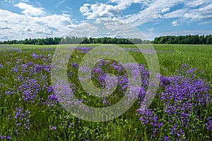 A large field with purple bells on a sunny summer day