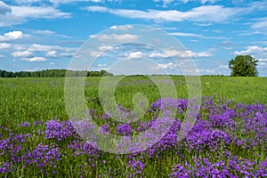 A large field with purple bells on a sunny summer day