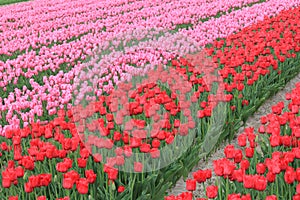 A large field with red and pink tulips in holland