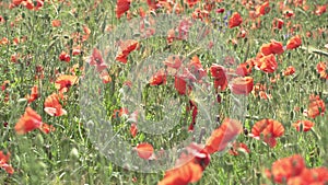 A large field of red poppies with beautiful blooming buds. A wild field of flowers in the countryside.