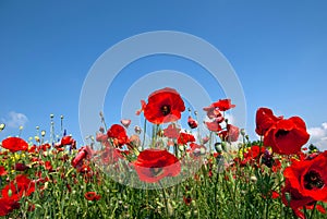 Large Field with red poppies and green grass