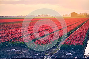 Large field of red tulips at sunrise