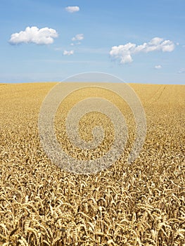 A large field of ripe wheat