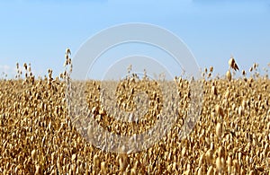 A large field of rye in the summer before harvesting