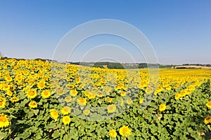 Large field of sunflowers against a blue sky