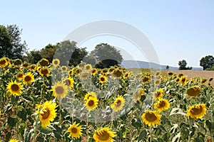 A LARGE FIELD OF SUNFLOWERS ON A SUNNY DAY