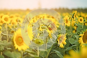 a large field of sunflowers in a sunny day with a blue sky in the background of the picture and a sun shining through the leaves