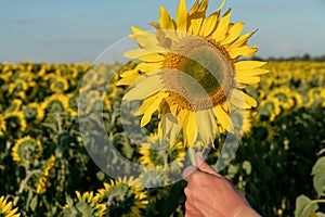 A large field of sunflowers on a sunny summer day under a blue sky and fluffy clouds. A farmer holds a large ripe sunflower flower