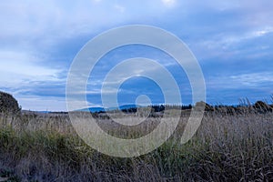 large field of tall dry grass below a clear blue sky