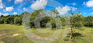 A large field with trees and a small tree in the middle