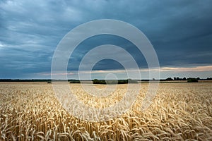 Large field of triticale and dark rainy clouds