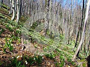 Large field of white blooming spring snowflake (Leucojum vernum) flowers