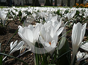 A large field with white crocuses photo
