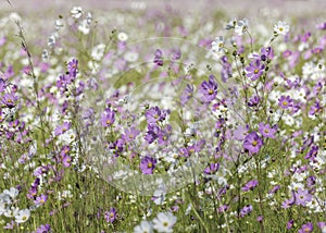 A large field of white and pink Cosmos wild flowers