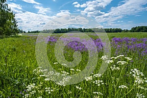 A large field with white and purple flowers on a summer day