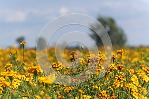 A large field of yellow-orange Marigold (Tagetes) at a plant nursery near Alphen aan den Rijn, the Netherlands