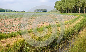 Large field with young red and green cabbage plants in curved li