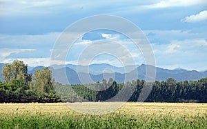 Large fields of ripe wheat in the mountains in the outskirts are waiting to be harvested.
