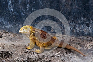 Large fierce looking land iguana seen in closeup walking next to a dark blue wall