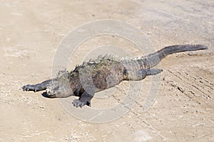 Large fierce looking male marine iguana seen in closeup relaxing in the sun on a sandy road