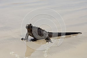 Large fierce looking male marine iguana seen in closeup sitting in the sun on a wet sandy beach