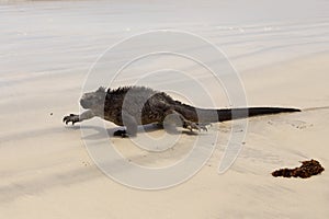 Large fierce looking male marine iguana seen in closeup walking in the sun on a sandy beach