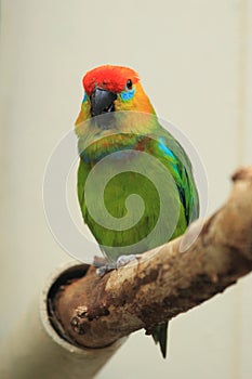 Large fig parrot