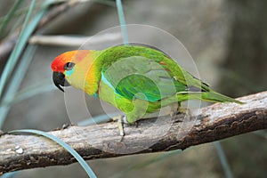 Large fig parrot