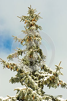 Large fir