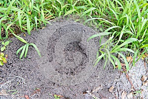 Large ant hill