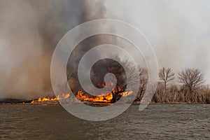 Large fire on banks of Volga River in Astrakhan region. Russia.  Burning dry grass and reed.  Fire destroys all living things in