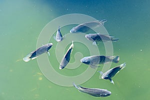 Large fish close-up on surface of a garden pond