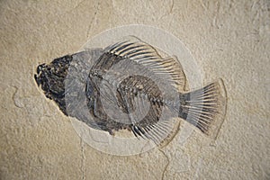 Large Fish Fossil on a sandstone slab