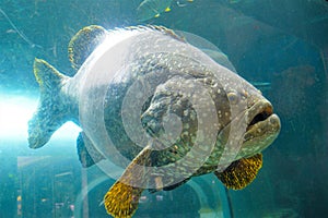 Large fish Giant grouper swimming in aquarium.